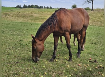 Paint Horse, Stute, 2 Jahre, 150 cm, Brauner