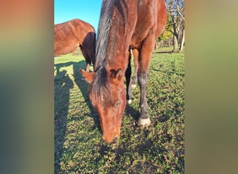 Paint Horse, Stute, 2 Jahre, 150 cm, Dunkelbrauner