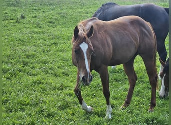 Paint Horse, Stute, 2 Jahre, 150 cm, Fuchs