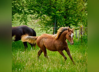 Paint Horse, Stute, 2 Jahre, 150 cm, Fuchs