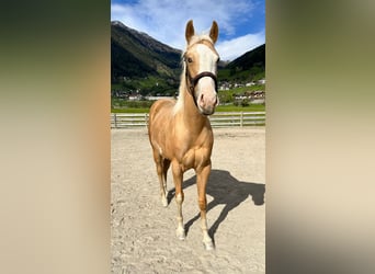 Paint Horse, Stute, 2 Jahre, 150 cm, Palomino
