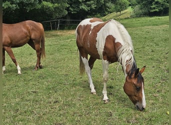 Paint Horse, Stute, 2 Jahre, 150 cm, Schecke