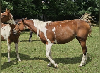 Paint Horse, Stute, 2 Jahre, 150 cm, Schecke