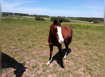 Paint Horse, Stute, 2 Jahre, 150 cm, Schwarzbrauner