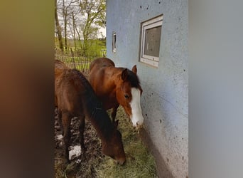 Paint Horse, Stute, 2 Jahre, 150 cm, Schwarzbrauner
