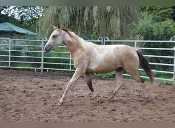 Paint Horse, Stute, 2 Jahre, 150 cm, Tobiano-alle-Farben