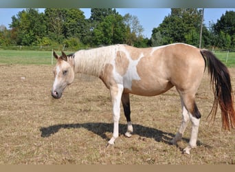 Paint Horse, Stute, 2 Jahre, 150 cm, Tobiano-alle-Farben