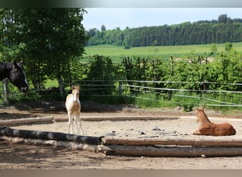 Paint Horse, Stute, 2 Jahre, 150 cm, Tobiano-alle-Farben