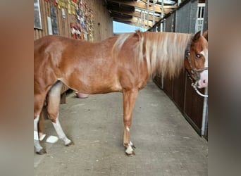 Paint Horse, Stute, 2 Jahre, 152 cm, Fuchs