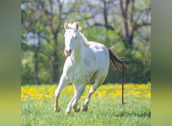 Paint Horse, Stute, 2 Jahre, 152 cm, Schecke