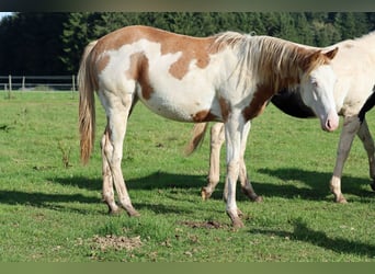 Paint Horse, Stute, 2 Jahre, 153 cm, Overo-alle-Farben