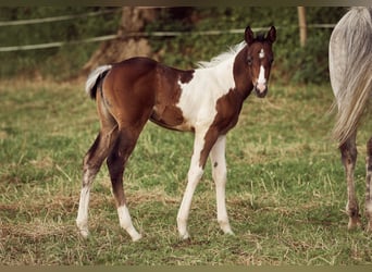 Paint Horse, Stute, 2 Jahre, 154 cm, Tobiano-alle-Farben