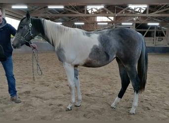 Paint Horse, Stute, 2 Jahre, 154 cm, Tobiano-alle-Farben