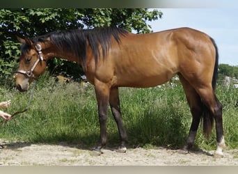 Paint Horse, Stute, 2 Jahre, 155 cm, Brauner