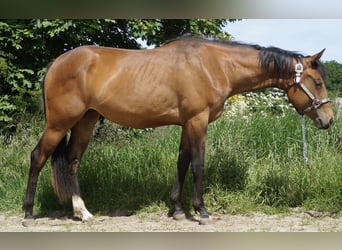 Paint Horse, Stute, 2 Jahre, 155 cm, Brauner