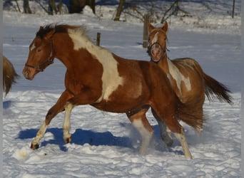 Paint Horse, Stute, 2 Jahre, 155 cm, Schecke