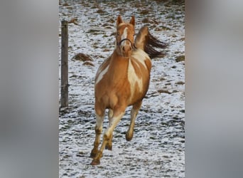 Paint Horse, Stute, 2 Jahre, 155 cm, Tobiano-alle-Farben