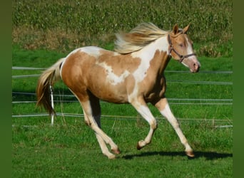 Paint Horse, Stute, 2 Jahre, 155 cm, Tobiano-alle-Farben