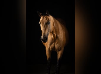 Paint Horse, Stute, 2 Jahre, 155 cm, Tobiano-alle-Farben