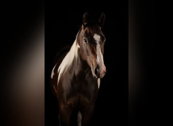 Paint Horse, Stute, 2 Jahre, 155 cm, Tobiano-alle-Farben