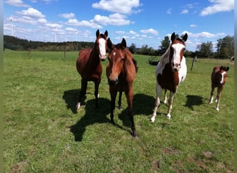 Paint Horse, Stute, 2 Jahre, 160 cm, Dunkelbrauner