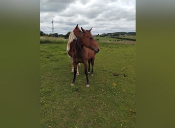 Paint Horse, Stute, 2 Jahre, 160 cm, Dunkelbrauner