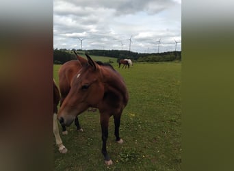 Paint Horse, Stute, 2 Jahre, 160 cm, Dunkelbrauner