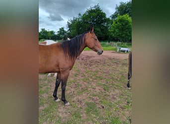 Paint Horse, Stute, 2 Jahre, 160 cm, Dunkelbrauner