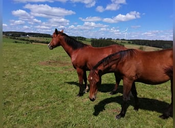 Paint Horse, Stute, 2 Jahre, 160 cm, Dunkelbrauner