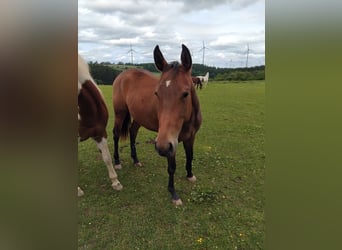 Paint Horse, Stute, 2 Jahre, 160 cm, Dunkelbrauner