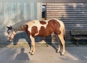 Paint Horse, Stute, 2 Jahre