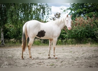 Paint Horse, Stute, 2 Jahre, Schecke