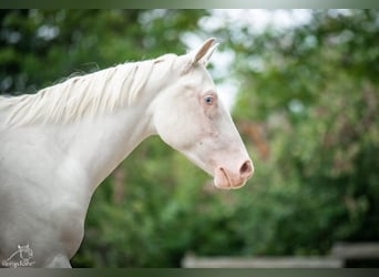 Paint Horse, Stute, 2 Jahre, Schecke