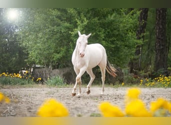 Paint Horse, Stute, 2 Jahre, Schecke