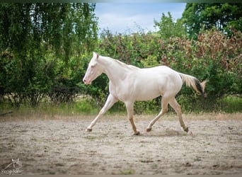 Paint Horse, Stute, 2 Jahre, Schecke