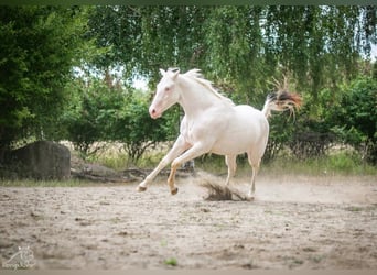Paint Horse, Stute, 2 Jahre, Schecke