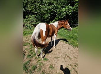 Paint Horse, Stute, 2 Jahre, Schecke