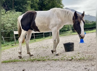 Paint Horse, Stute, 2 Jahre, Tobiano-alle-Farben