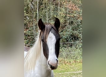 Paint Horse, Stute, 2 Jahre, Tobiano-alle-Farben