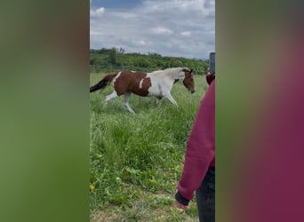 Paint Horse, Stute, 2 Jahre, Tobiano-alle-Farben