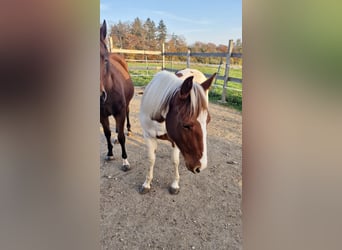 Paint Horse, Stute, 2 Jahre, Tobiano-alle-Farben