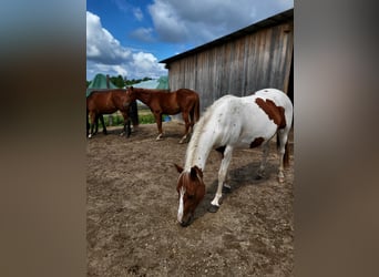 Paint Horse, Stute, 2 Jahre, Tobiano-alle-Farben
