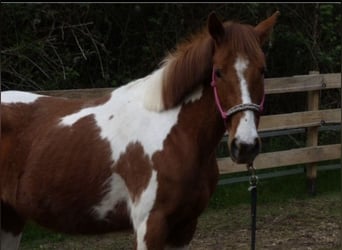 Paint Horse Mix, Stute, 3 Jahre, 140 cm, Schecke