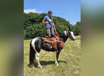 Paint Horse Mix, Stute, 3 Jahre, 146 cm, Schecke