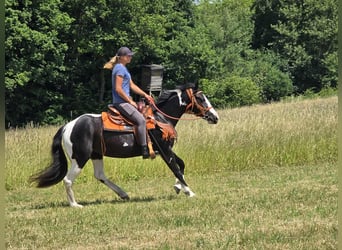 Paint Horse Mix, Stute, 3 Jahre, 146 cm, Schecke