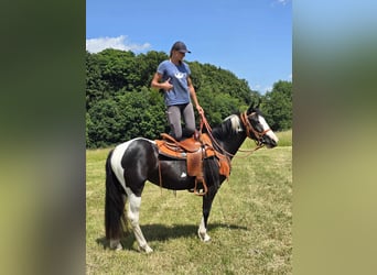 Paint Horse Mix, Stute, 3 Jahre, 146 cm, Schecke