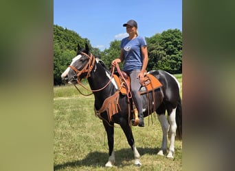 Paint Horse Mix, Stute, 3 Jahre, 146 cm, Schecke