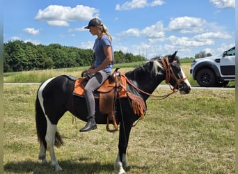 Paint Horse Mix, Stute, 3 Jahre, 146 cm, Schecke