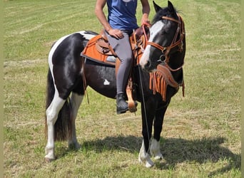Paint Horse Mix, Stute, 3 Jahre, 146 cm, Schecke