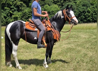 Paint Horse Mix, Stute, 3 Jahre, 146 cm, Schecke